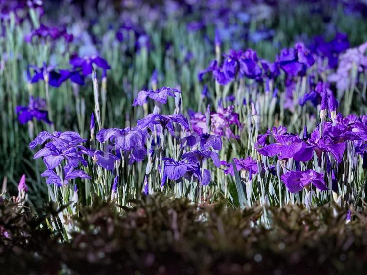 夜の堀切菖蒲園　ライトアップされる花菖蒲 堀切菖蒲園,5月,菖蒲の写真素材