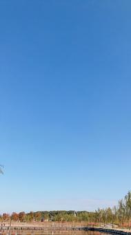 青空 青空の写真