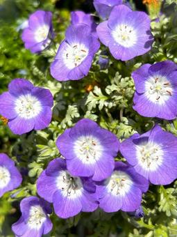 Nemophila, JPG