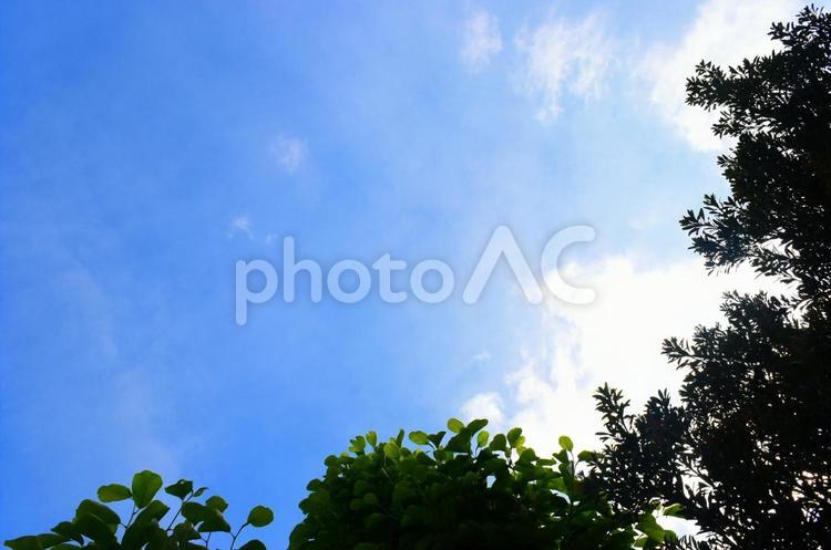 朝方の日差しと青空 青空,空,青の写真素材
