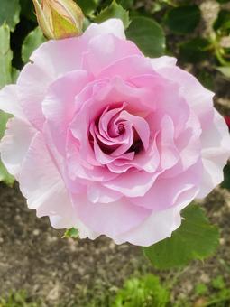 ピンク バラ 花 ピンク バラ 花の写真