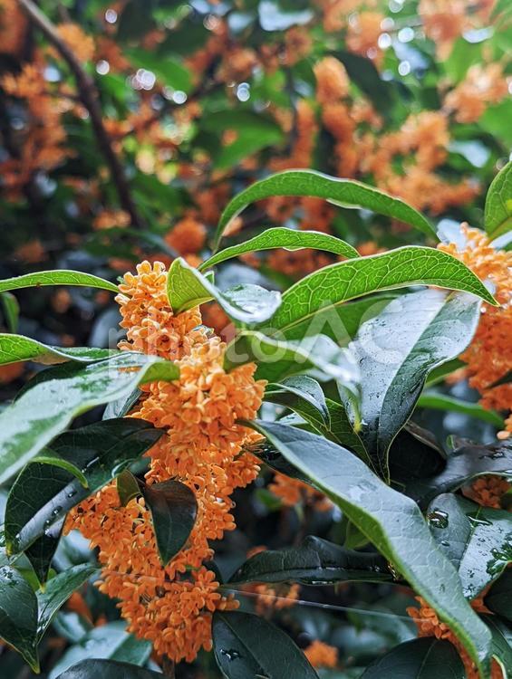 雨に濡れる金木犀 キンモクセイ,オレンジ,橙の写真素材
