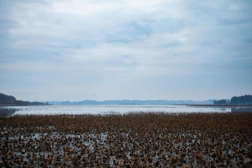 伊豆沼の朝(540) 伊豆沼,朝,夜明けの写真素材