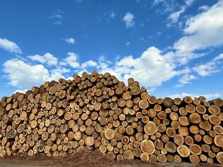 山積みの木材 杉,丸太,山積みの写真素材