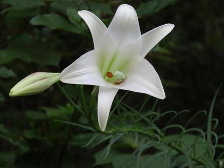 高砂百合 ユリ,百合,高砂百合の写真素材