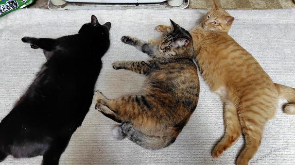 仲良しこよし 仲良しこよしの写真