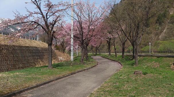桜と並木道 桜,並木道,公園の写真素材