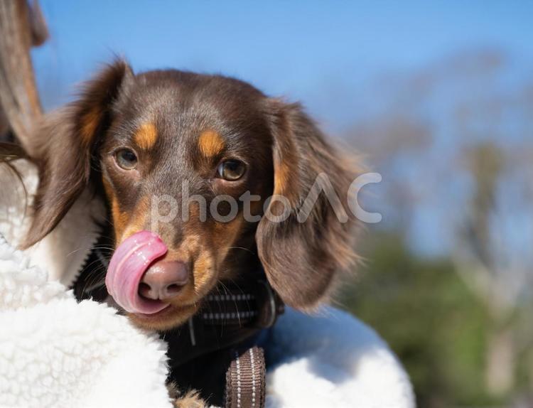 ペロリと舌を出すダックスフンド 犬,ダックスフンド,茶色の写真素材