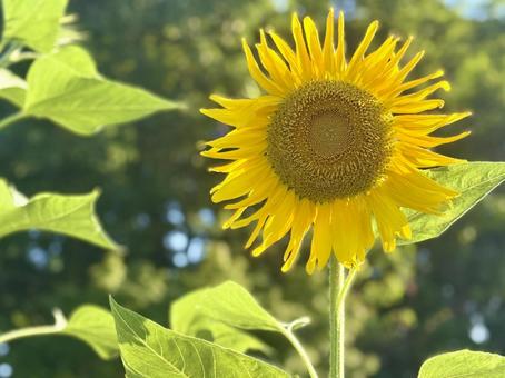 黄色のひまわり 黄色のひまわり ひまわり畑,向日葵,黄色の写真素材