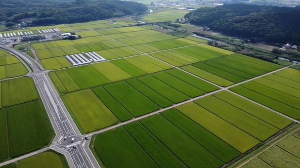 田園 田園 田園,たんぼ,稲の写真素材