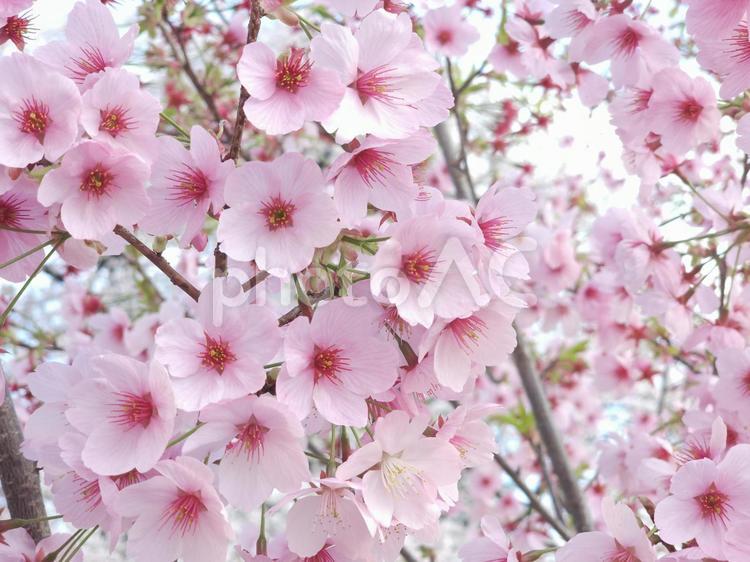 沼田公園の桜 桜,サクラ,さくらの写真素材