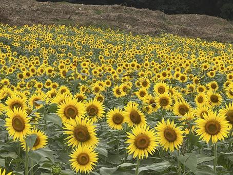 ひまわり ひまわり ひまわり,ヒマワリ,ひまわり畑の写真素材