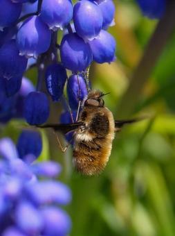 ミツバチ ミツバチ 植物,春,flowerの写真素材