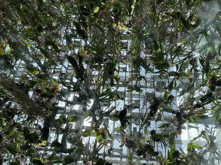 吊るされた植物 吊るされた植物 花,植物,フラワーの写真素材