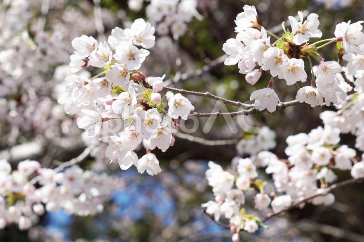 桜と枝 さくら,桜,桜の花の写真素材