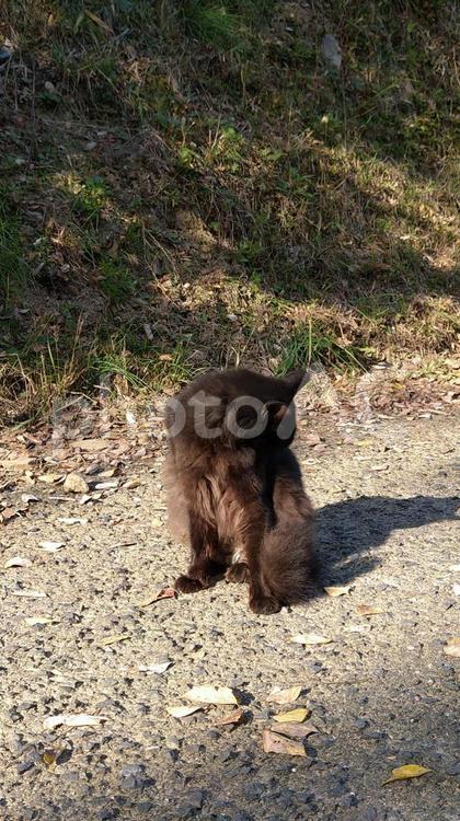 日向ぼっこをする黒猫 ねこ,日向ぼっこ,猫の写真素材