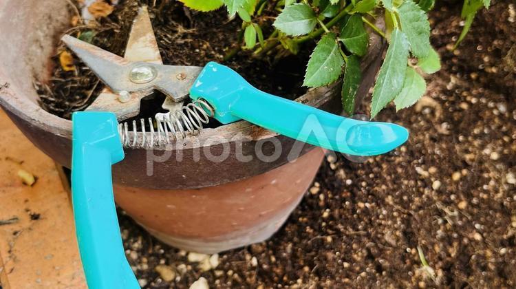 ガーデニング、花の植え替え ガーデニング,剪定バサミ,ハサミの写真素材