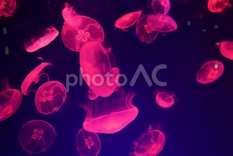 光に照らされるクラゲたち【名古屋港水族館 くらげ,クラゲ,海月の写真素材