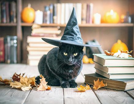 魔女の猫の写真