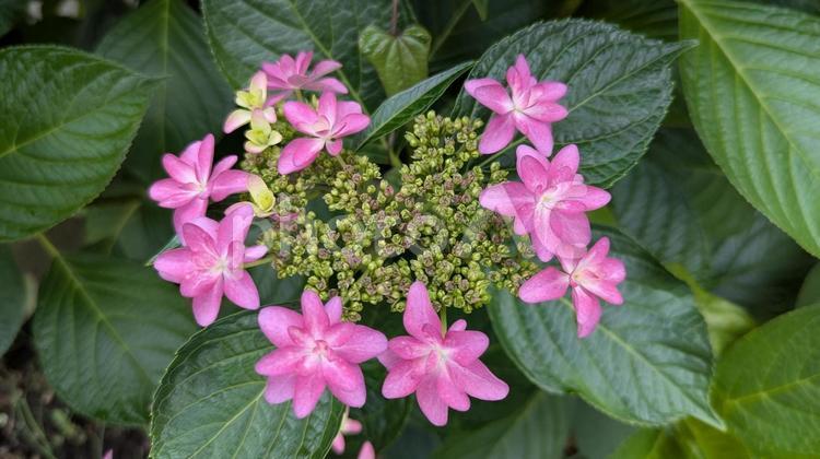 鮮やかなピンクのガクアジサイ 紫陽花,あじさい,アジサイの写真素材