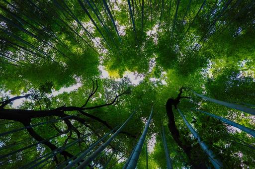 竹やぶ 竹やぶの写真