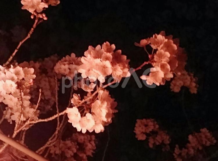 ライトアップされてる桜 桜,春,さくらの写真素材