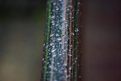 秋雨の雨滴 雨滴,水,しずくの写真素材