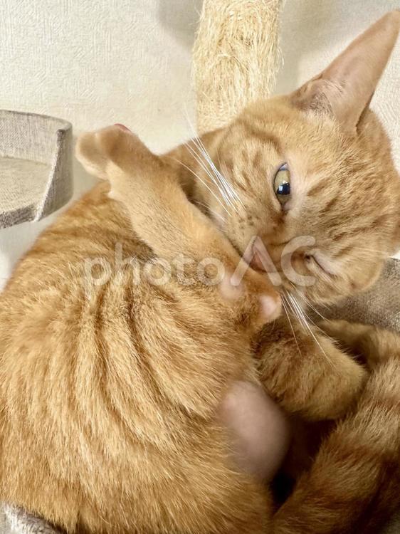 毛繕いをする猫② ネコ,猫,ねこの写真素材