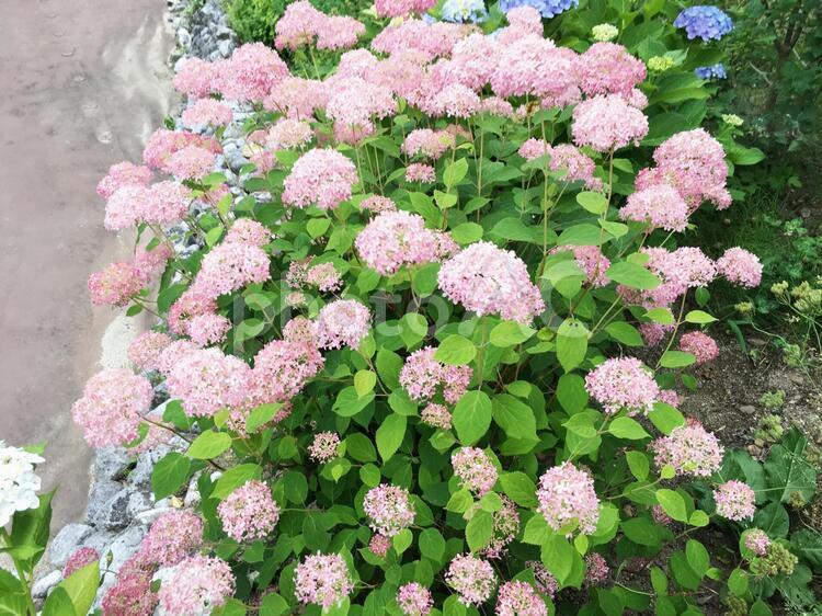ピンクのアジサイ アジサイ,花,花びらの写真素材