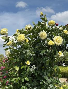 黄色いバラ 花,バラ,薔薇の写真素材