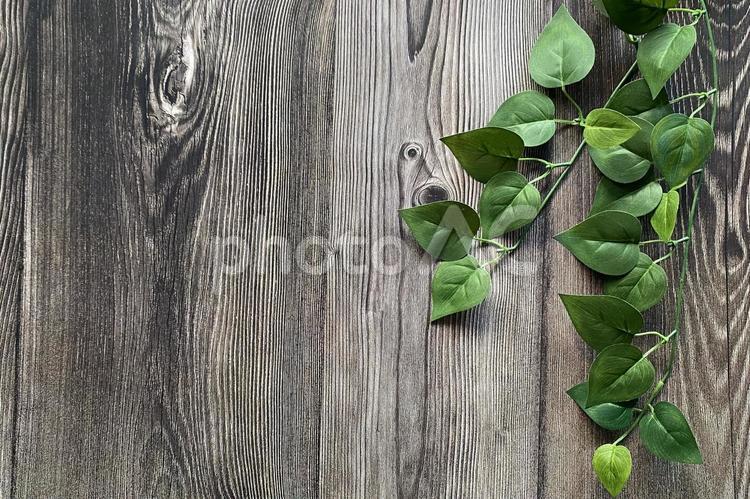 植物と木目の背景 植物,緑,グリーンの写真素材