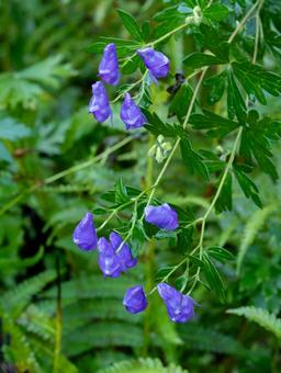オゼトリカブト オゼトリカブト 高山植物,花,植物の写真素材