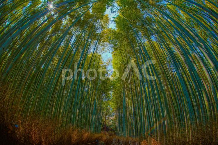 竹林のイメージ 竹林,竹,京都の写真素材