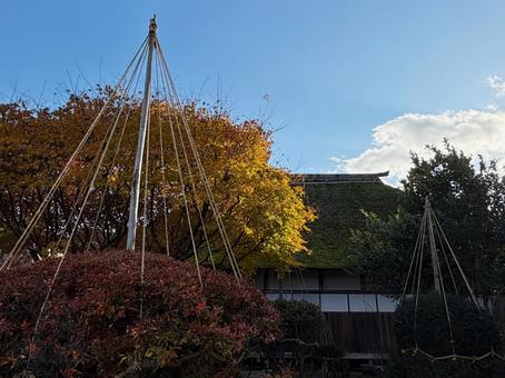 雪吊りの庭 雪吊り,武家屋敷,日本家屋の写真素材