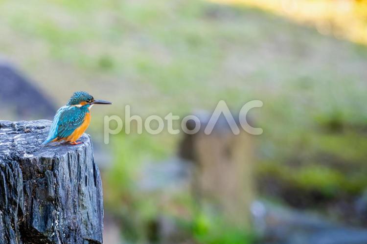岩場のカワセミ・コピースペース カワセミ,野鳥,鳥の写真素材