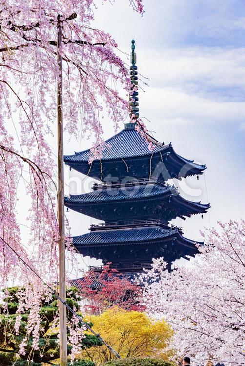 京都府　東寺の五重塔と桜のある風景 東寺,桜,五重塔の写真素材