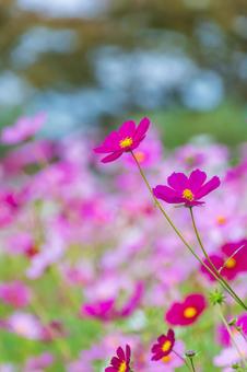 秋空に咲くピンクのコスモス畑 秋空に咲くピンクのコスモス畑の写真
