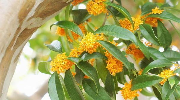 キンモクセイ-223 キンモクセイ,オレンジ色,山吹色の写真素材