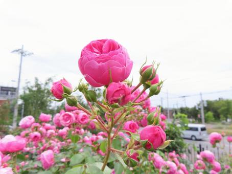 Pink Roses, JPG Pink Roses, JPG