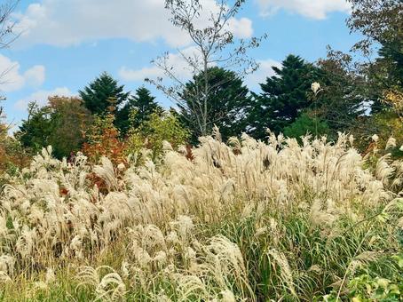 青空とススキ 自然,すすき,秋の風景の写真素材