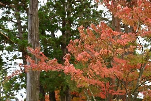 風に吹かれる紅葉したモミジ 秋,木,自然の写真素材