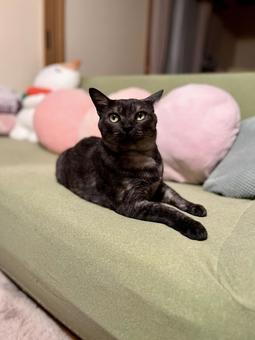 我が家のカリスマ ヴェルちゃん 我が家のカリスマ ヴェルちゃん ねこ,可愛い,ペットの写真素材