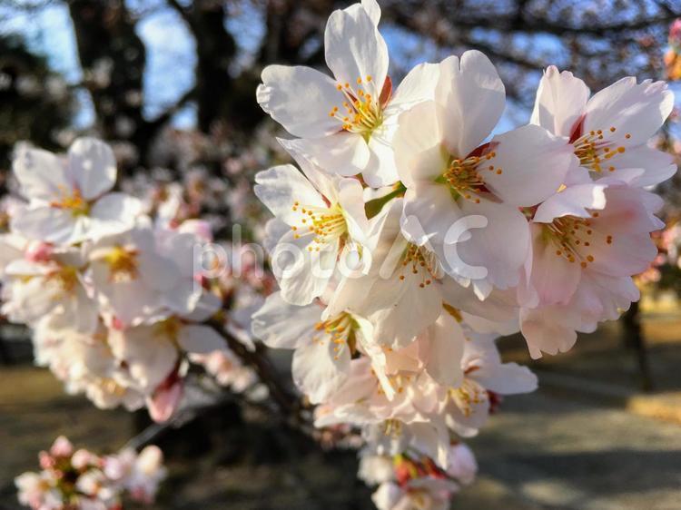桜と青空 桜,花,ソメイヨシノの写真素材