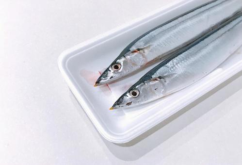 秋刀魚 秋刀魚の写真