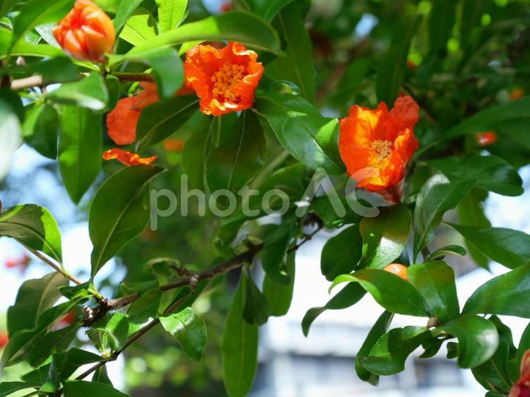 いちじくの花　オレンジ色 いちじく,朱色,イチジクの写真素材