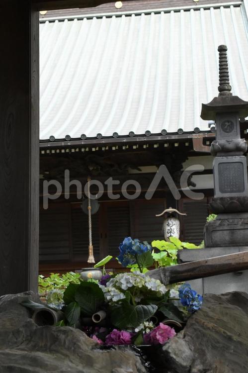 芒種過ぎの川崎市多摩区長尾のアジサイ寺 長尾山妙楽寺,天台宗,アジサイ寺の写真素材