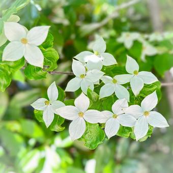 はなみずき はなみずき 花,ハナミズキ,植物の写真素材