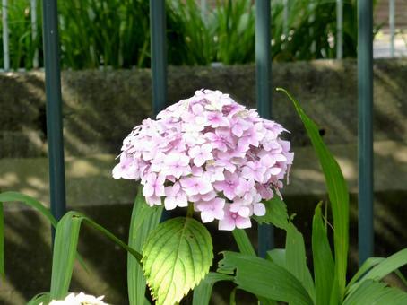 用水路脇の花壇に咲いたアジサイ 用水路脇の花壇に咲いたアジサイの写真