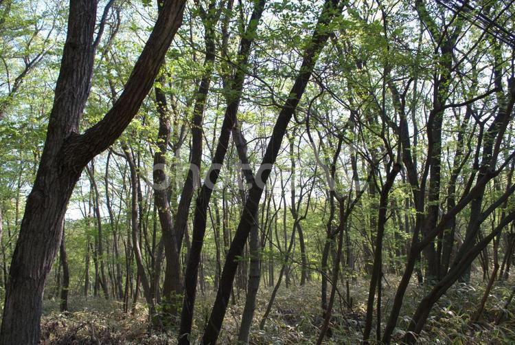 美しい森の風景 森,自然,コントラストの写真素材