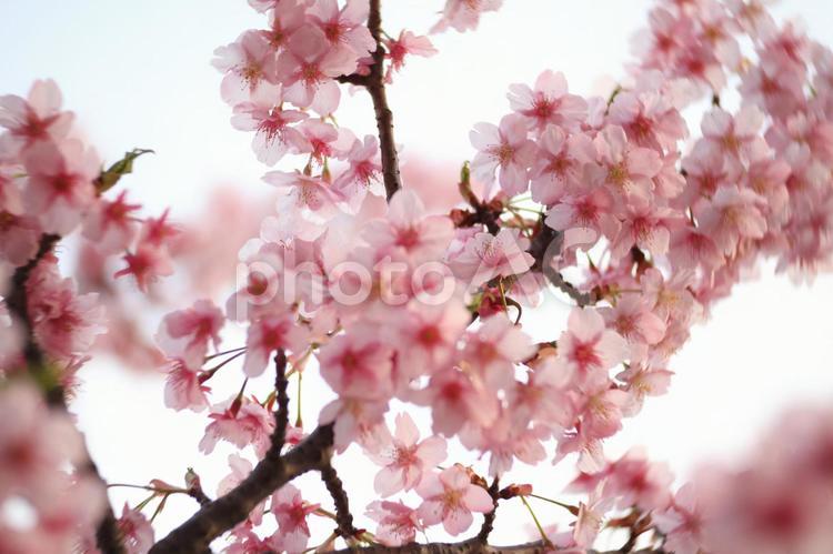 かわいい満開の桜 桜,かわいい,淡いの写真素材